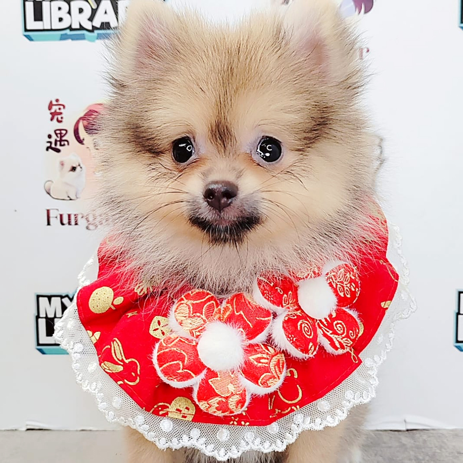 Pomeranian Puppy (Female) For Sale