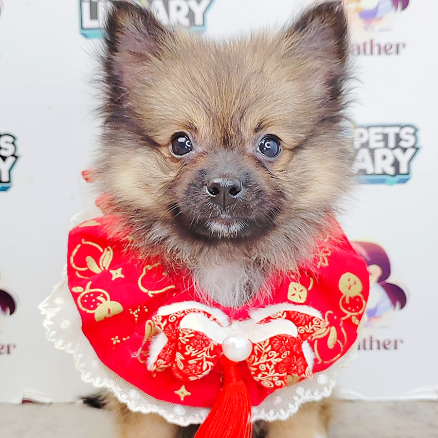 Pomeranian Puppy (Female) For Sale