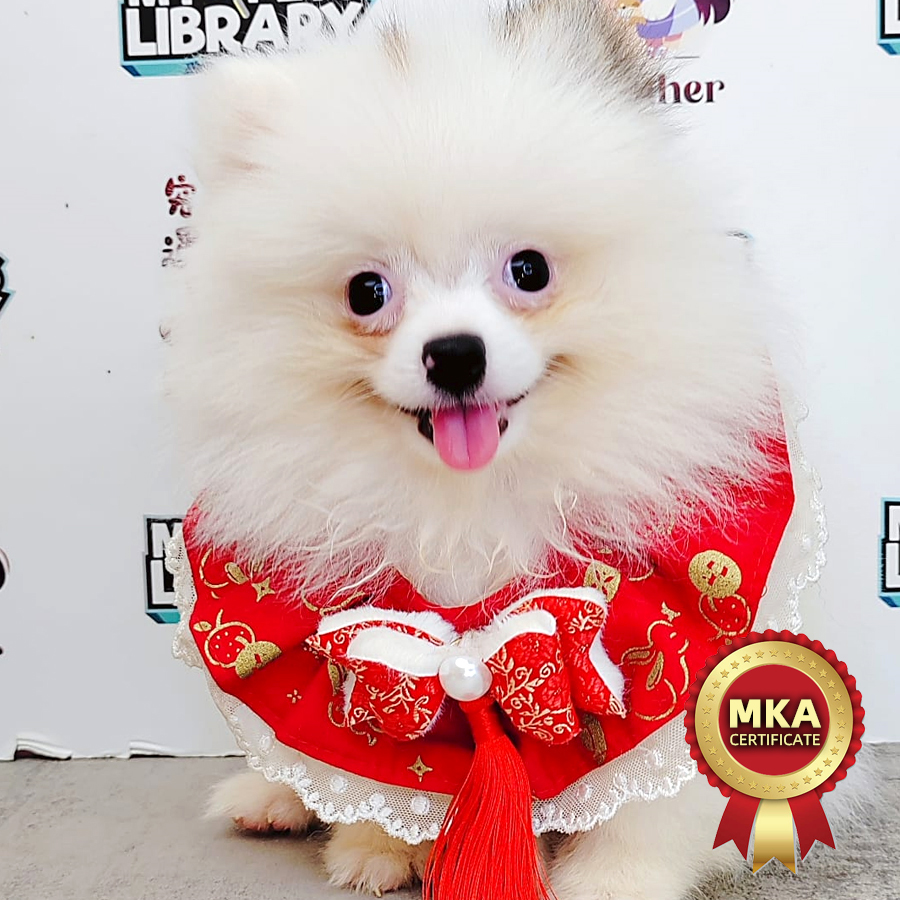 MKA Pomeranian Puppy (Male) For Sale