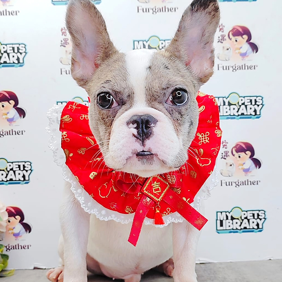 French Bulldog Puppy (Male) For Sale