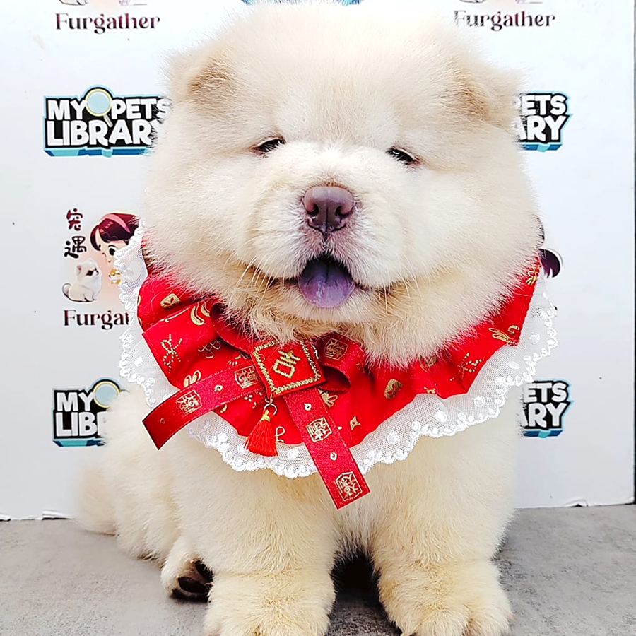 Chow Chow Puppy (Female) For Sale