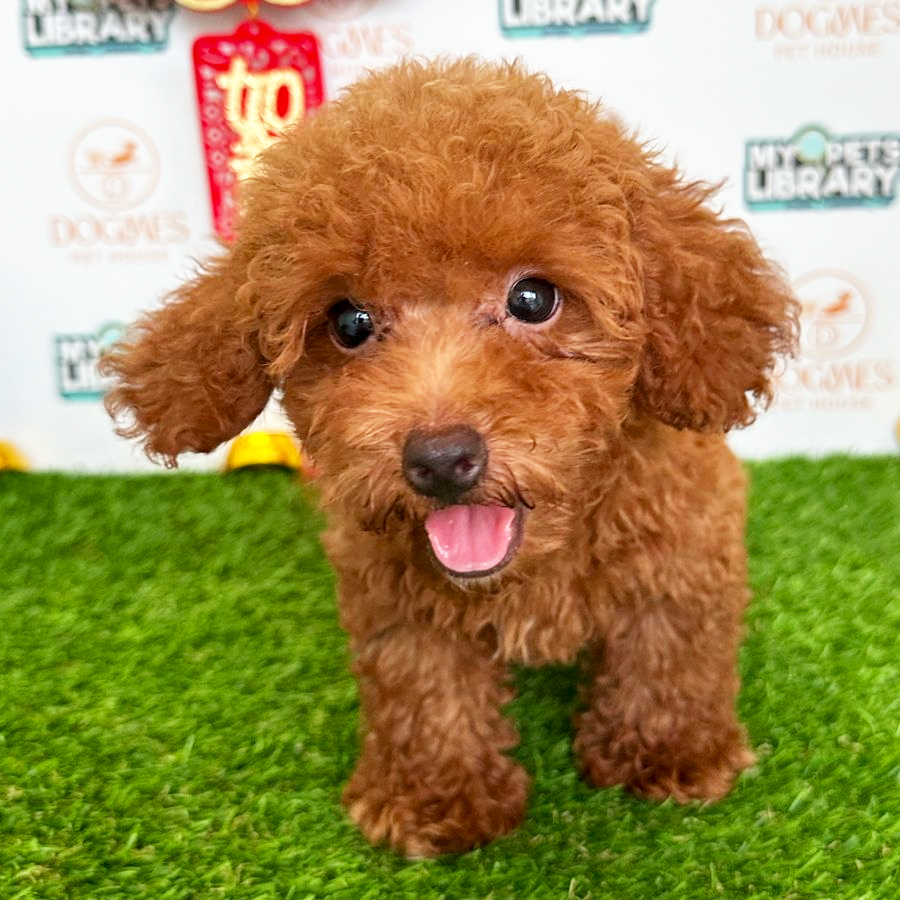 Toy Poodle Puppy (Male) For Sale