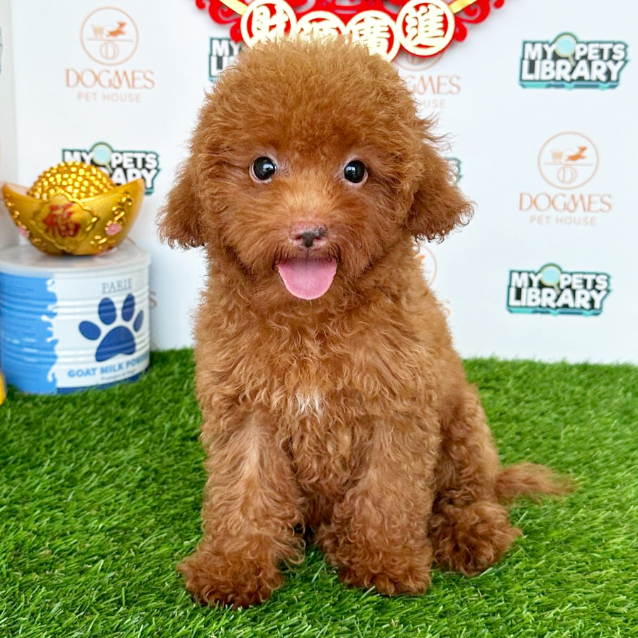 Toy Poodle Puppy (Female) For Sale