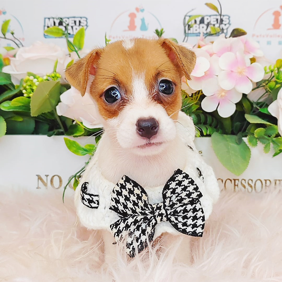Jack Russell Puppy (Female) For Sale