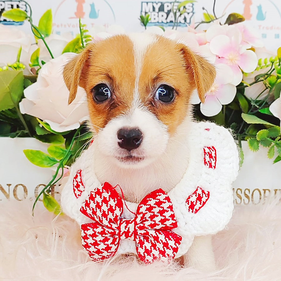 Jack Russell Puppy (Female) For Sale