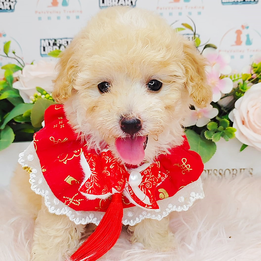 Toy Poodle Puppy (Female) For Sale