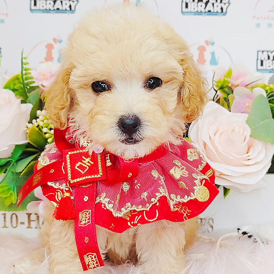 Toy Poodle Puppy (Female) For Sale