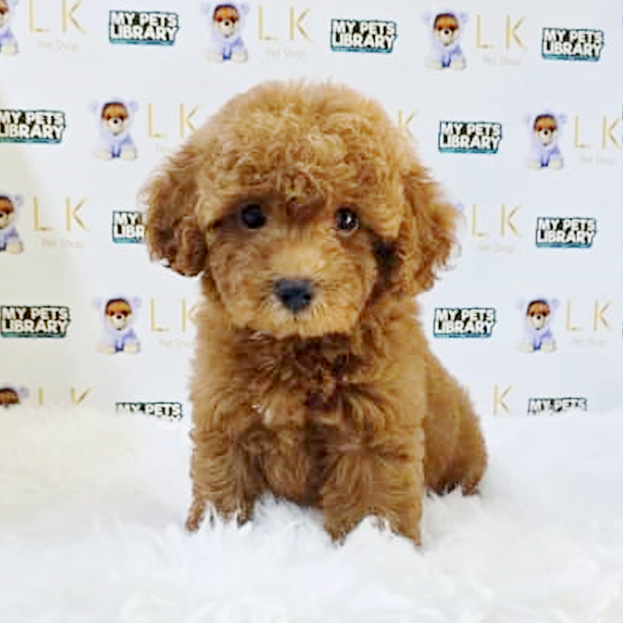 Toy Poodle Puppy (Male) For Sale
