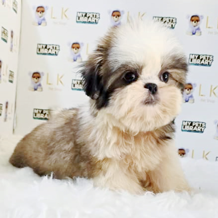Shih Tzu Puppy (Male) For Sale