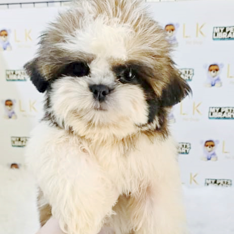 Shih Tzu Puppy (Male) For Sale