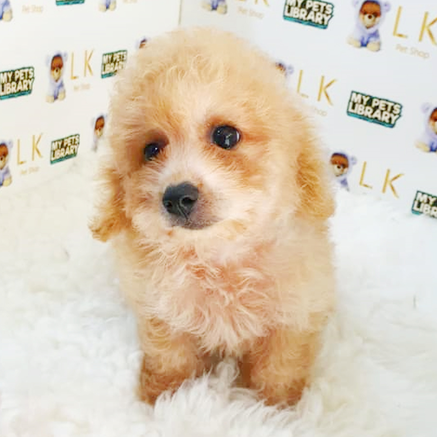 Maltipoo Puppy (Female) For Sale
