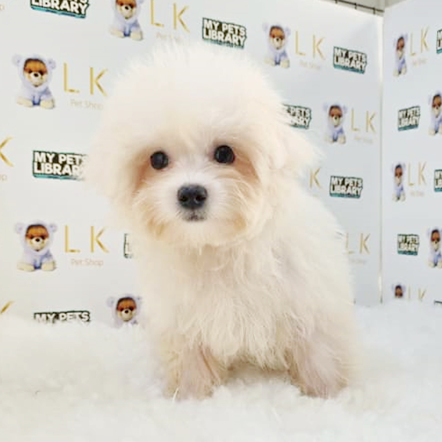 Tiny Maltese Puppy (Male) For Sale