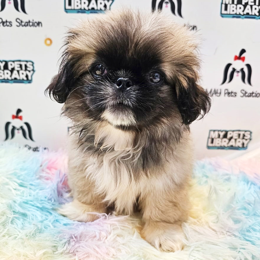 Perkiness Puppy (Female) For Sale
