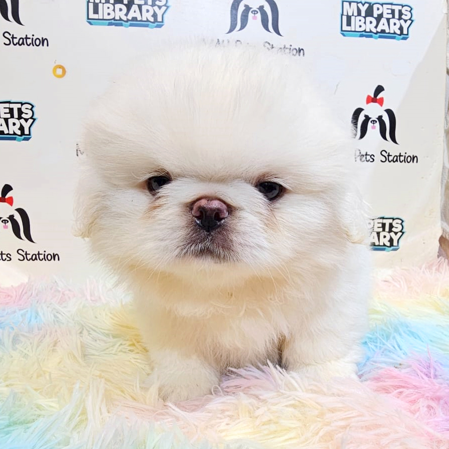 Perkingese Puppy (Male) For Sale