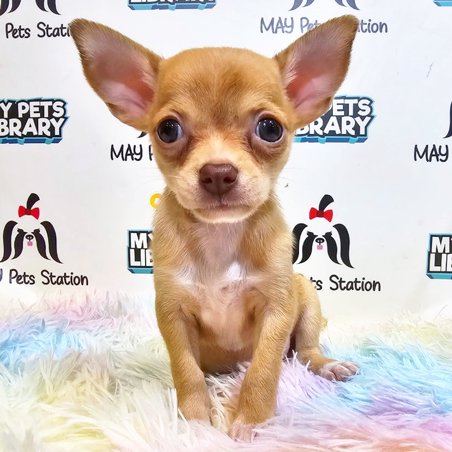 Chihuahua Puppy (Female) For Sale