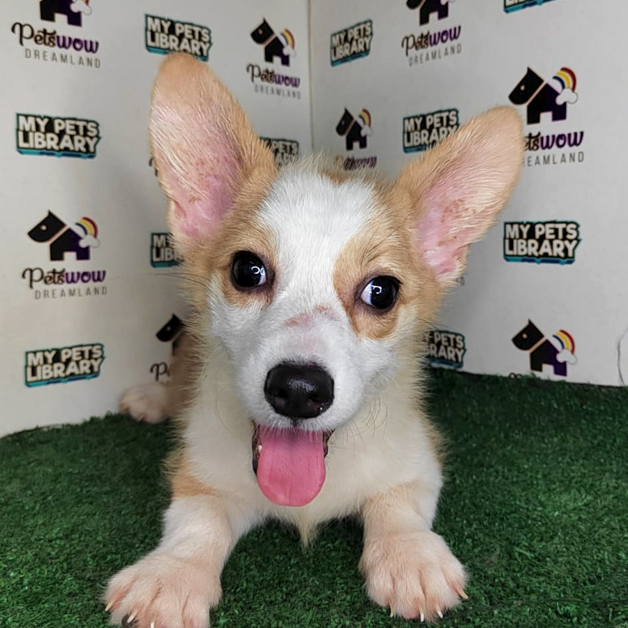 Pembroke Welsh Corgi Puppy (Female) For Sale