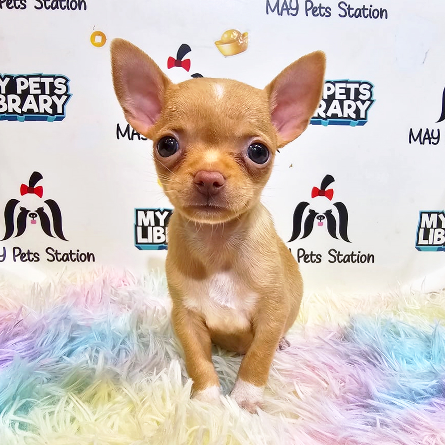 Chihuahua Puppy (Female) For Sale