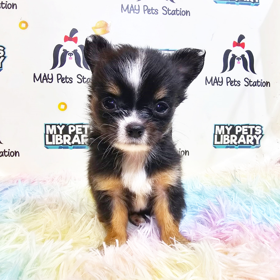 Chihuahua Puppy (Male) For Sale