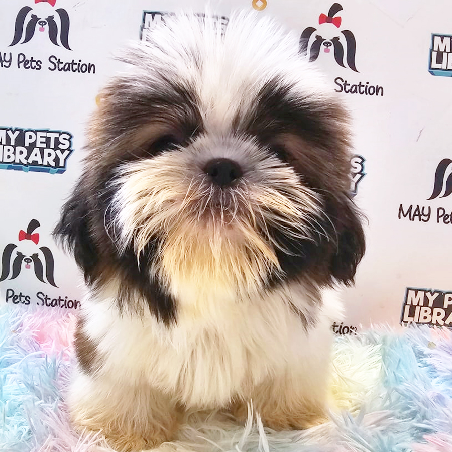 Shih Tzu Puppy (Male) For Sale