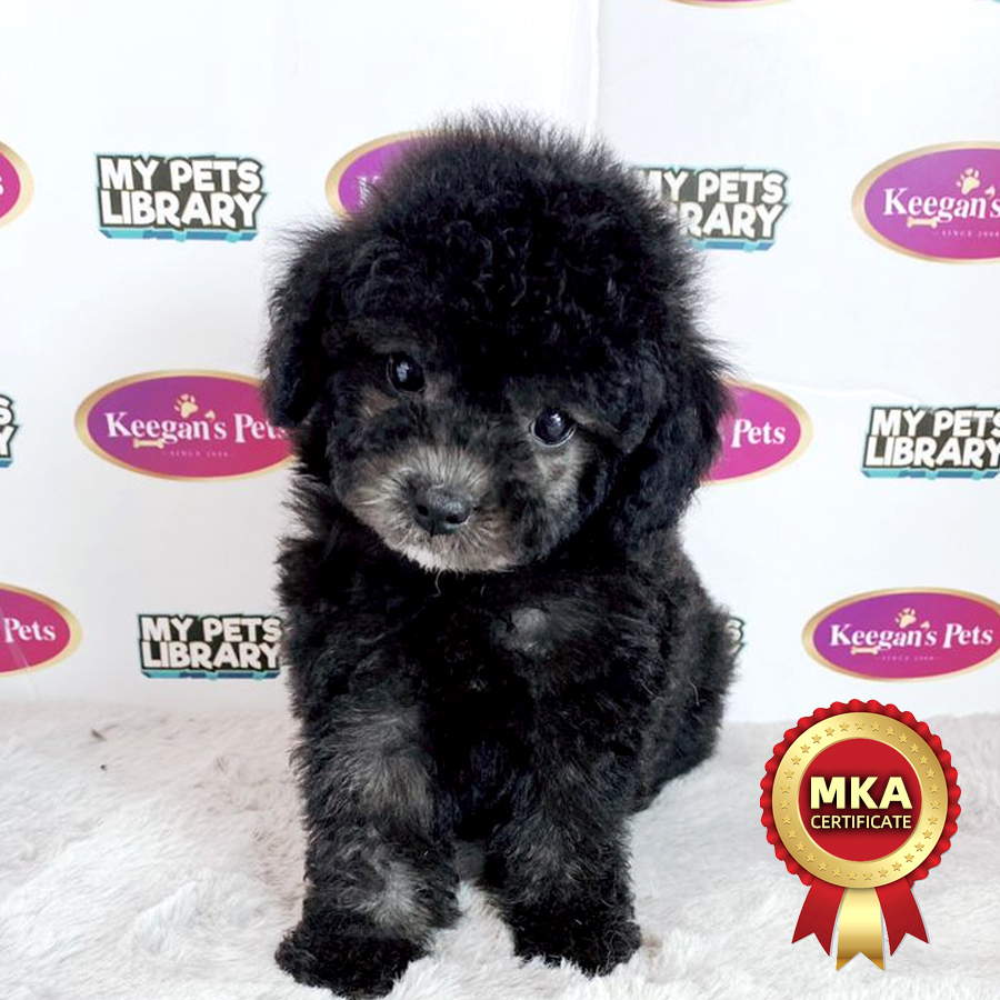 MKA Toy Poodle Puppy (Female) For Sale