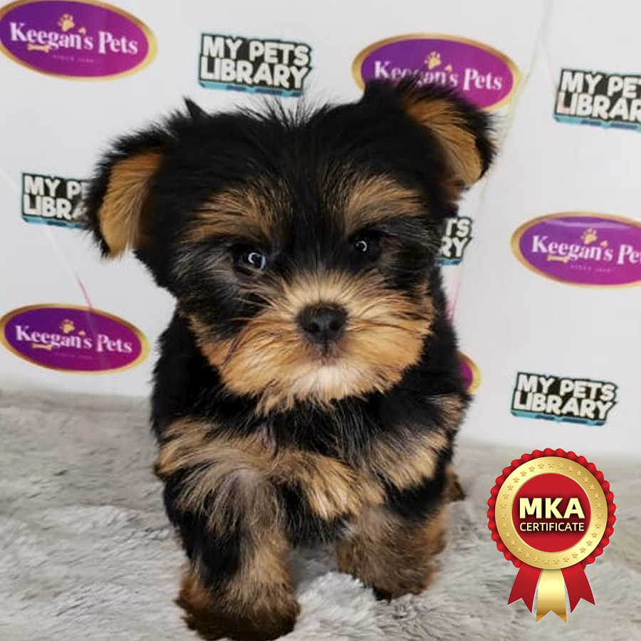 MKA Yorkshire Terrier Puppy (Male) For Sale