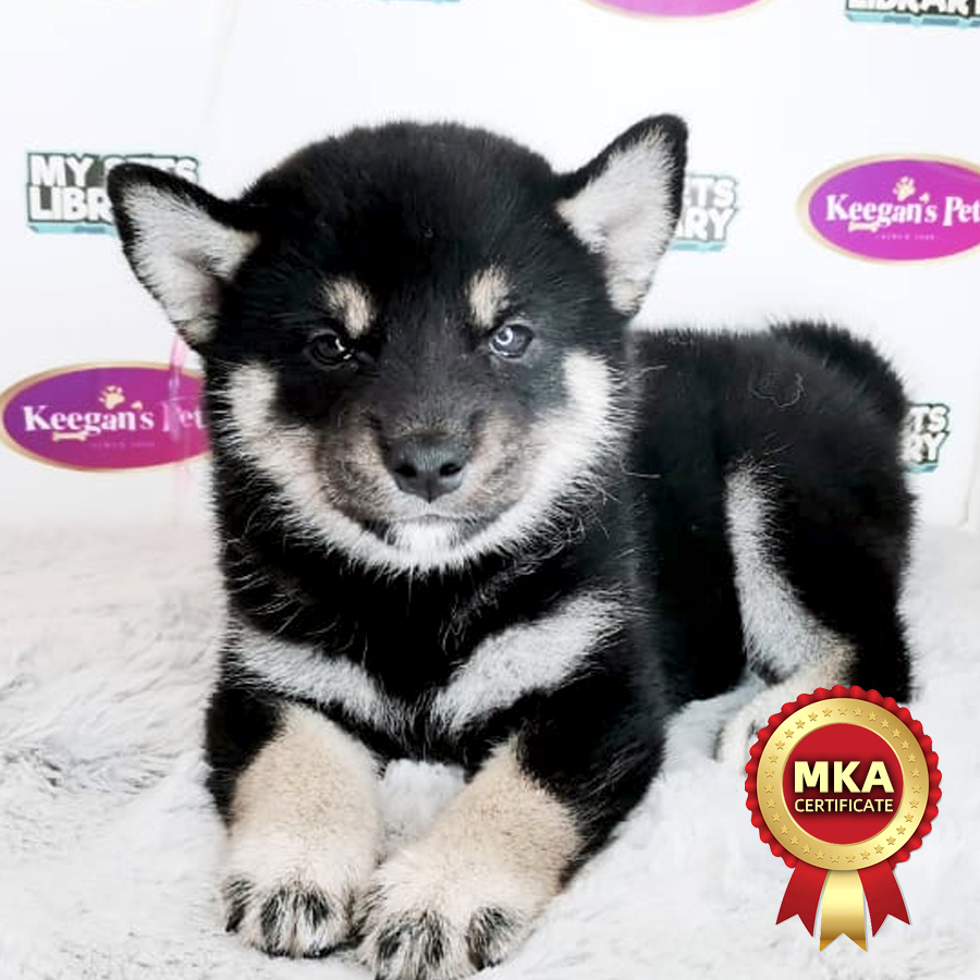 MKA Shiba Inu Puppy (Female) For Sale