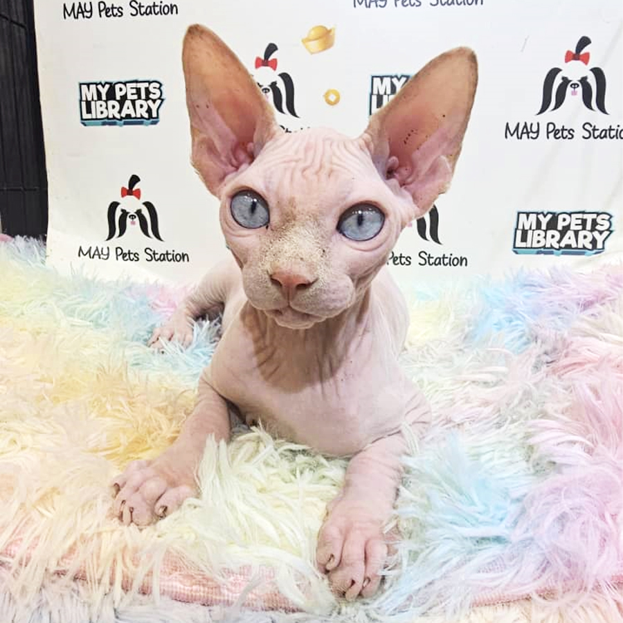 Sphynx Kitten (Male) For Sale