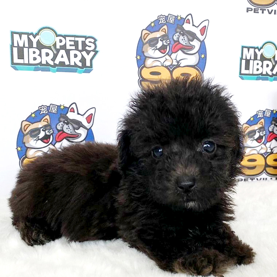 Toy Poodle Puppy (Male) For Sale