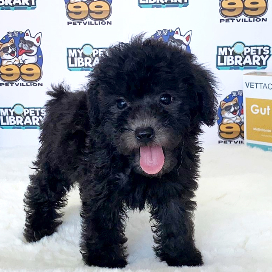 Toy Poodle Puppy (Male) For Sale
