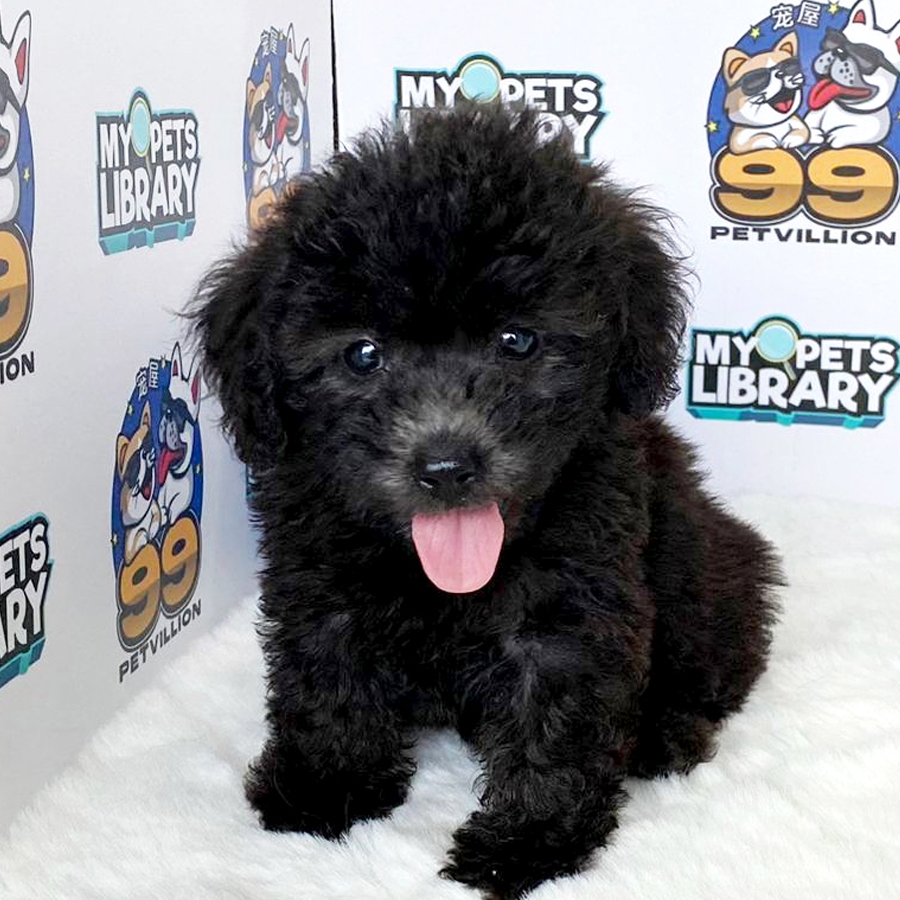 Toy Poodle Puppy (Male) For Sale