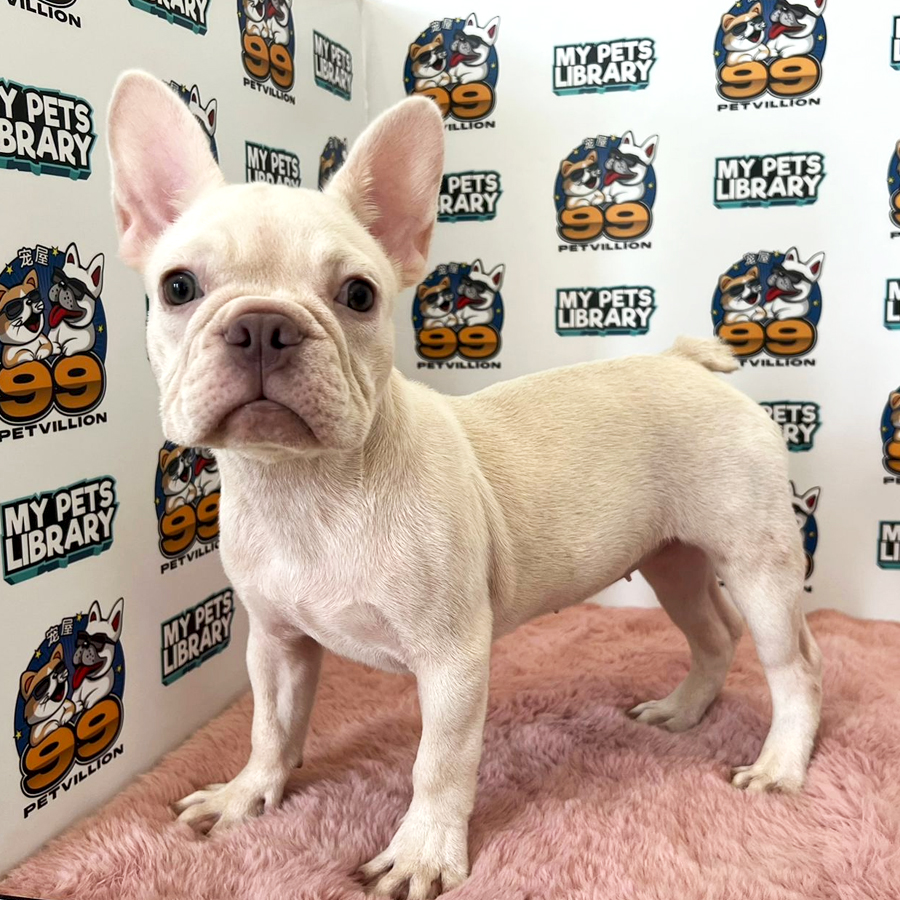 French Bulldog Puppy (Female) For Sale