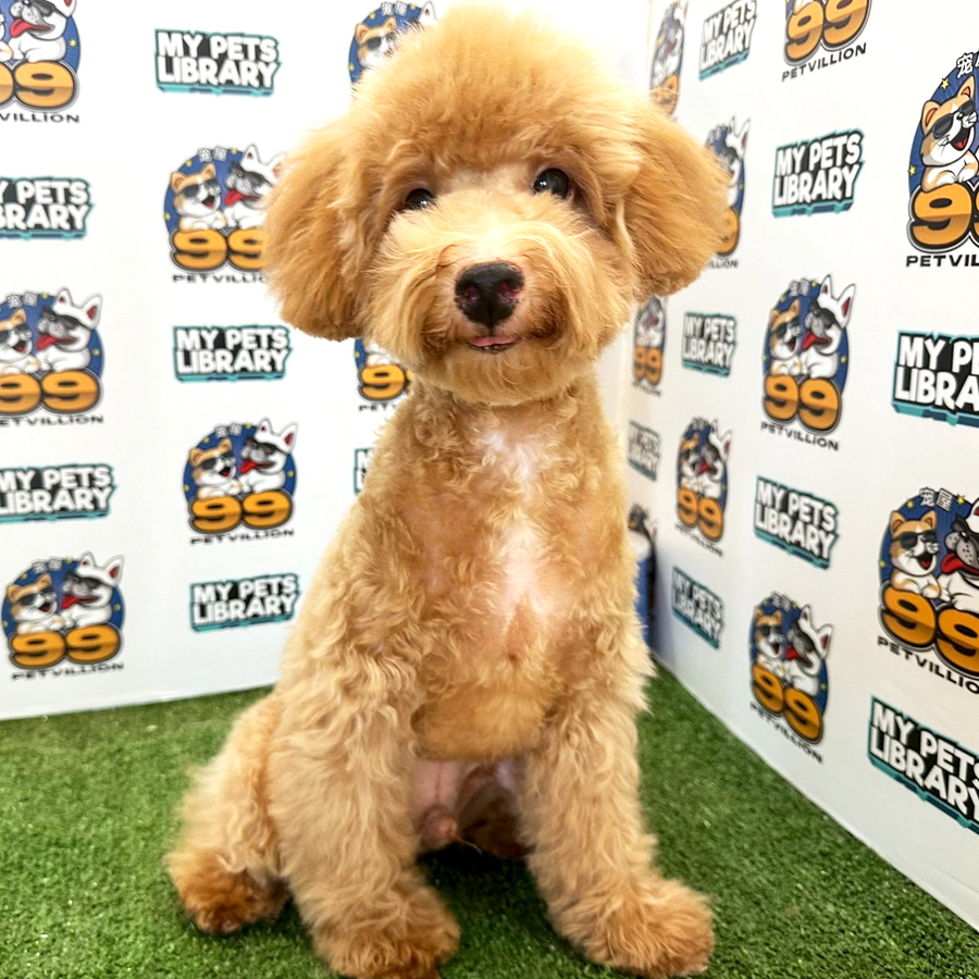 Toy Poodle Puppy (Male) For Sale
