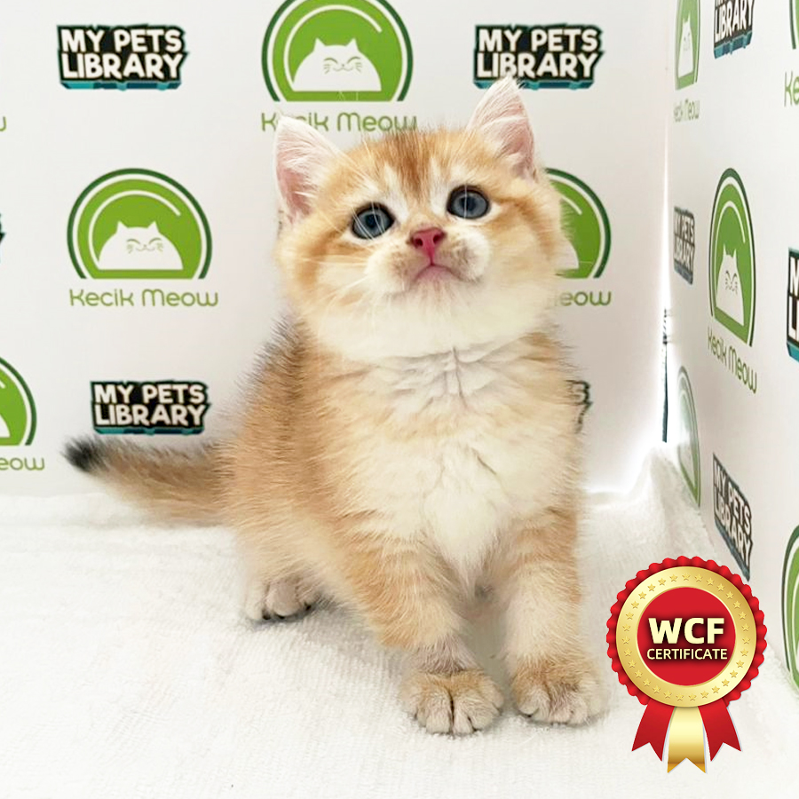 WCF British Shorthair Kitten (Male) For Sale
