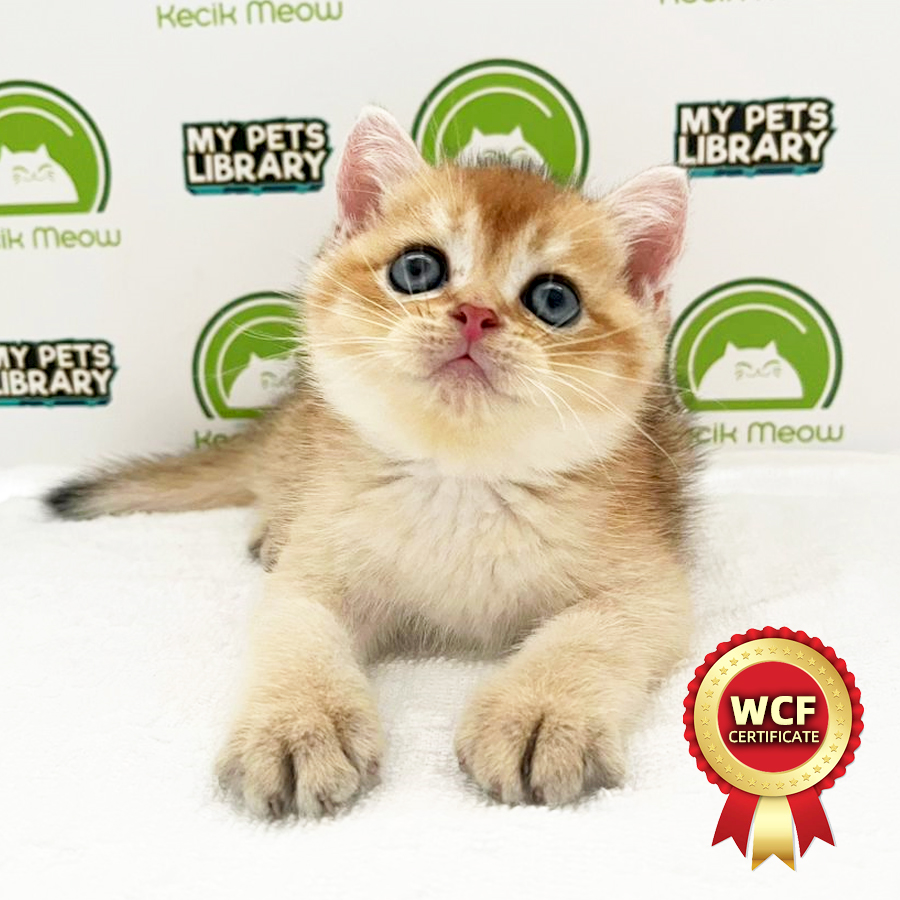 WCF British Shorthair Kitten (Male) For Sale