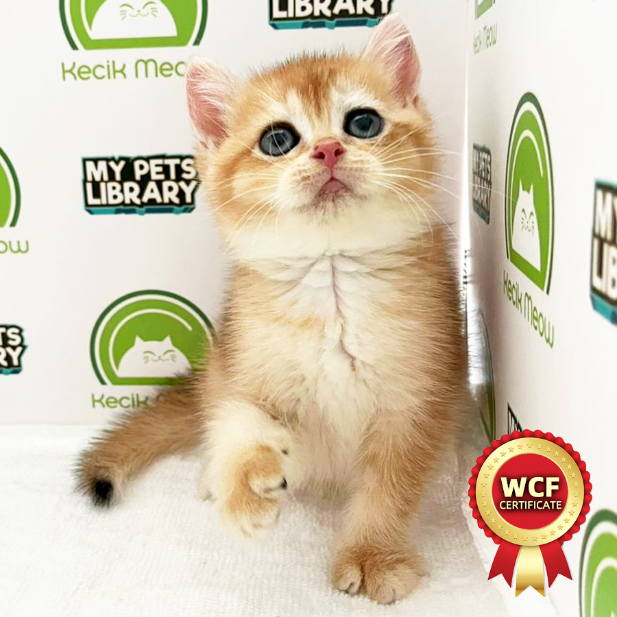 WCF British Shorthair Kitten (Female) For Sale