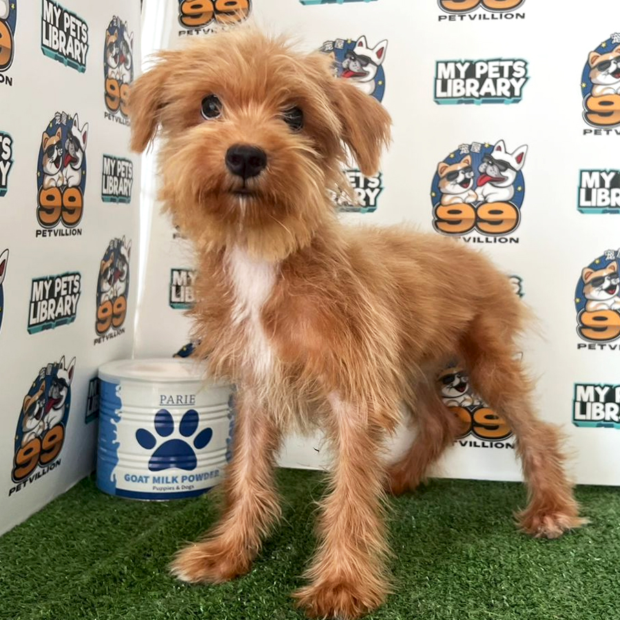 Poodle Mix Schnauzer Puppy (Female) For Sale