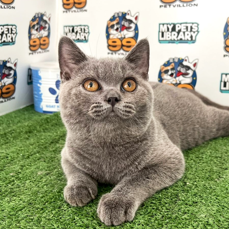 British Shorthair Kitten (Male) For Sale