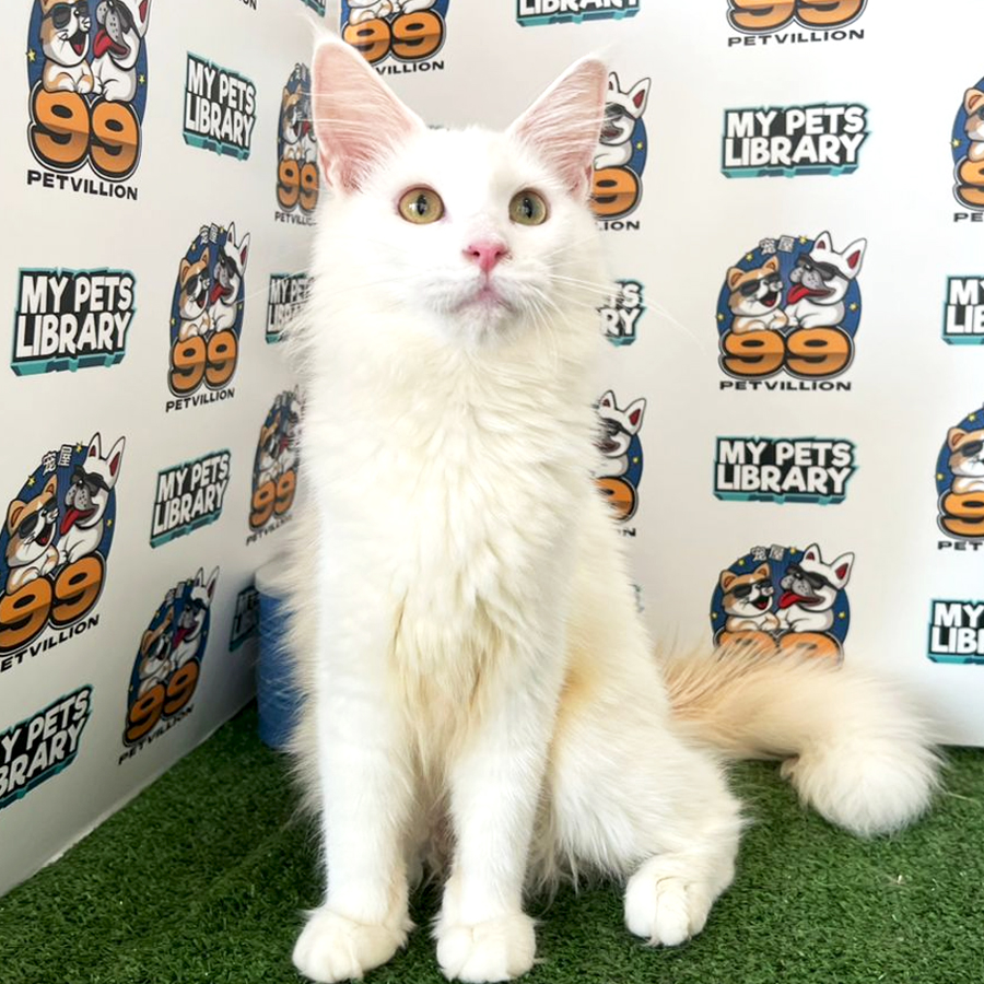 Maine Coon Kitten (Female) For Sale