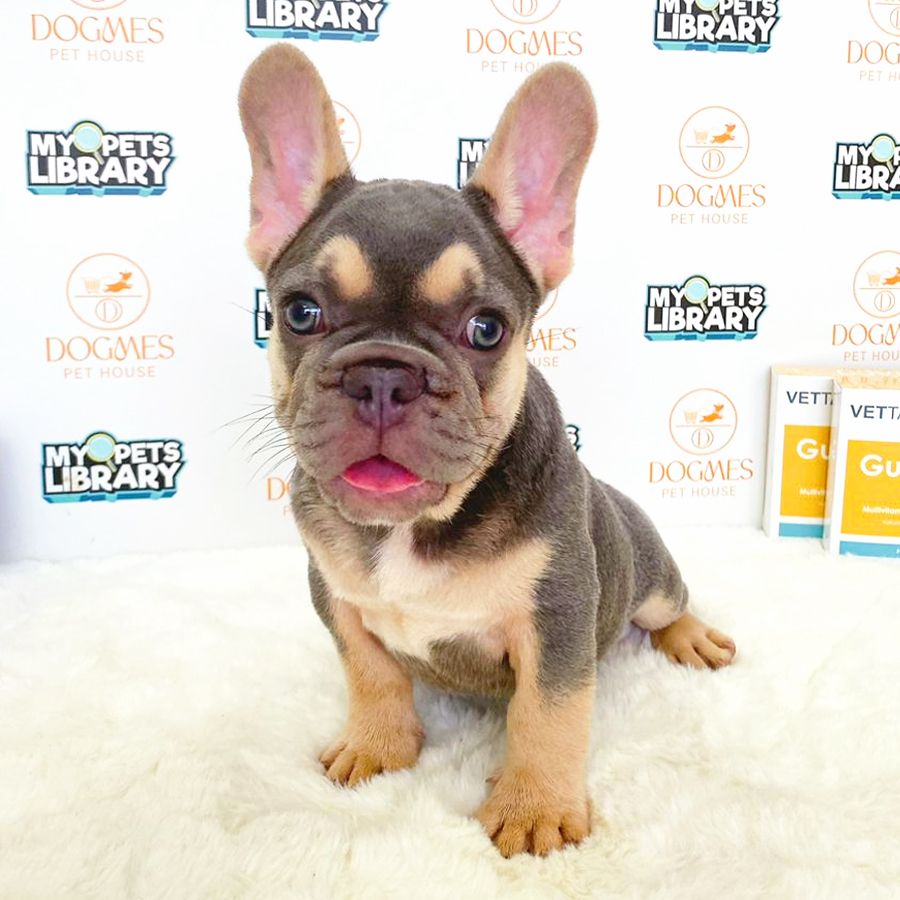 French Bulldog Puppy (Male) For Sale
