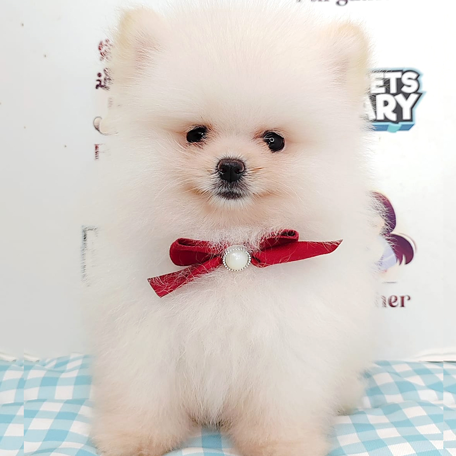 Pomeranian Puppy (Female) For Sale