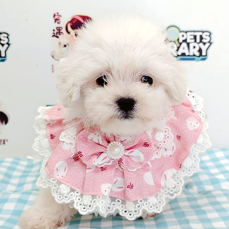 Bichon Puppy (Female) For Sale