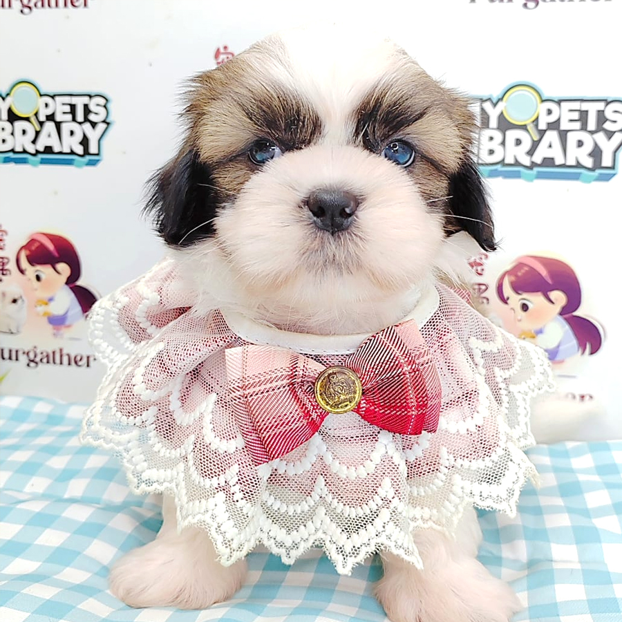 Shih Tzu Puppy (Male) For Sale