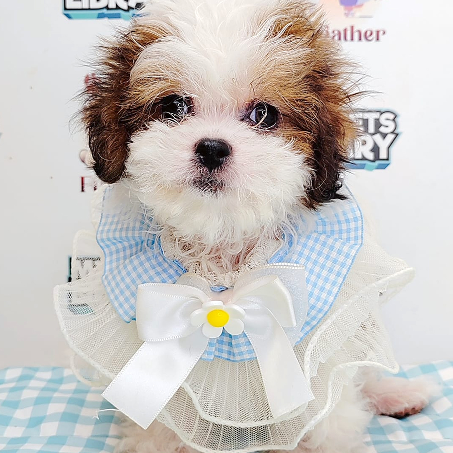 Shihpoo Puppy (Female) For Sale