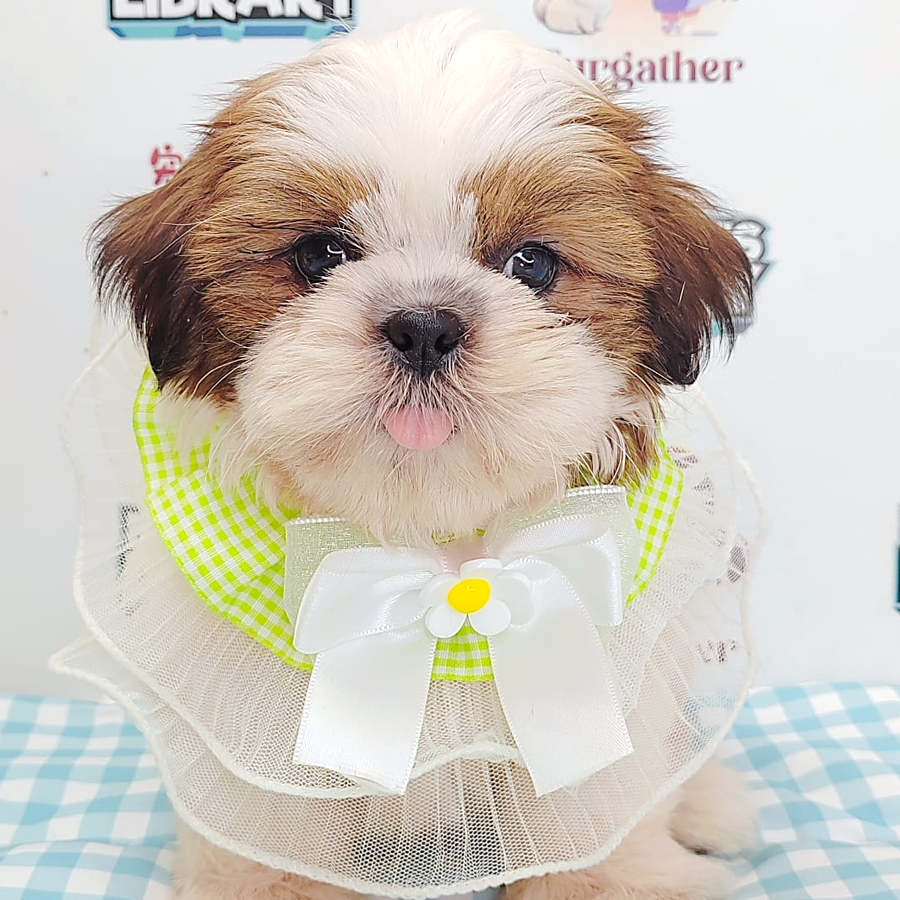 Shih Tzu Puppy (Male) For Sale