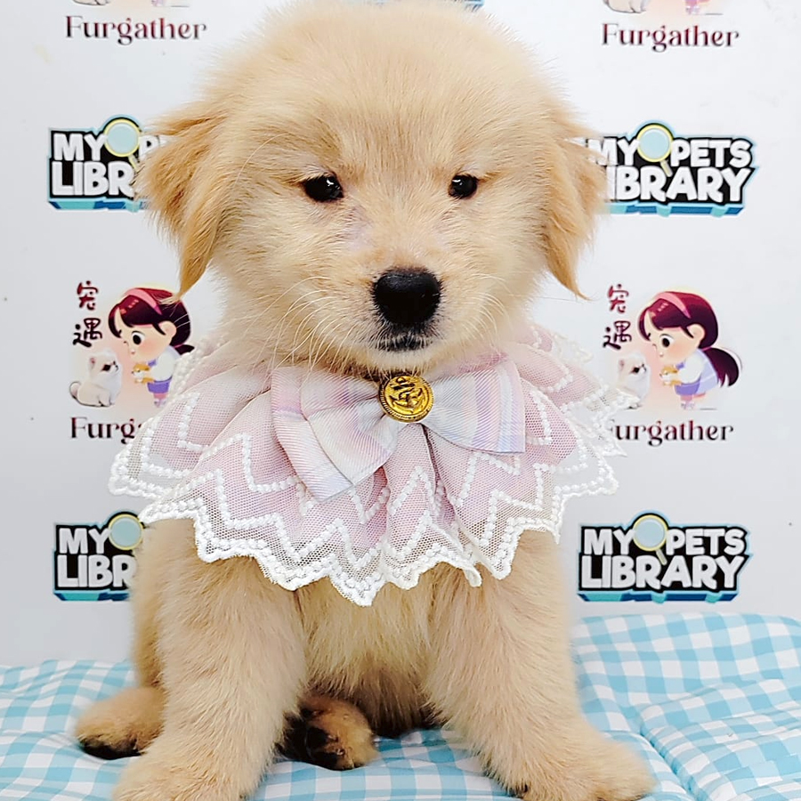 Golden Retriever Puppy (Female) For Sale