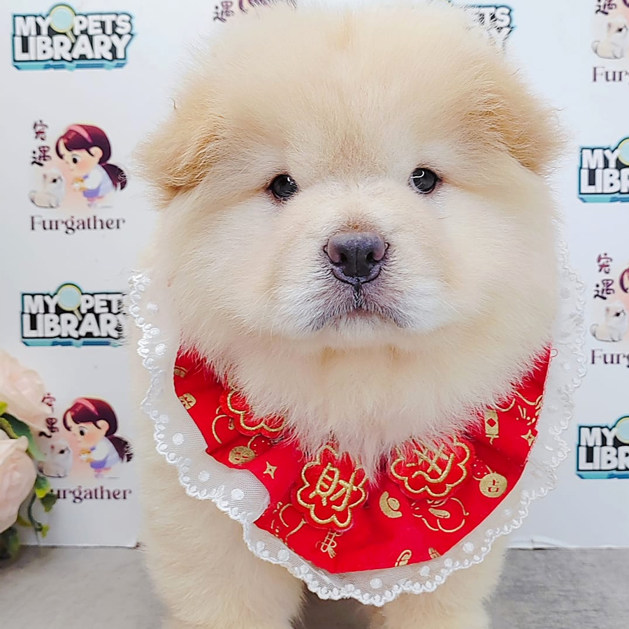 Chow Chow Puppy (Male) For Sale