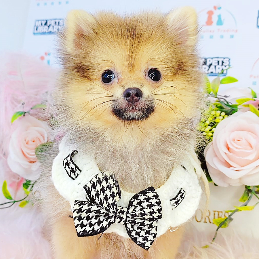 Pomeranian Puppy (Female) For Sale