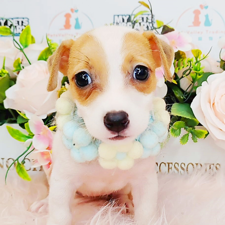 Jack Russell Puppy (Female) For Sale