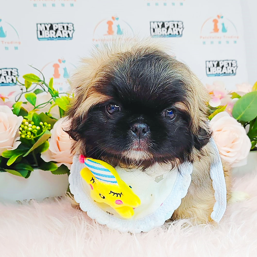 Pekingese Puppy (Male) For Sale