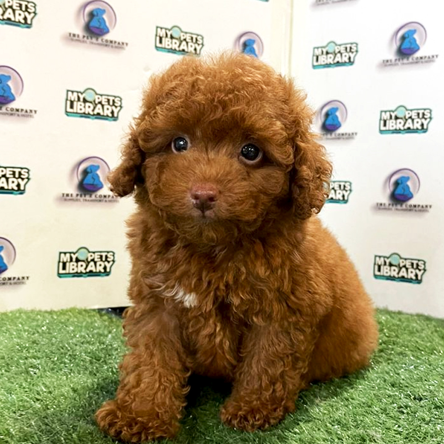 Toy Poodle Puppy (Male) For Sale